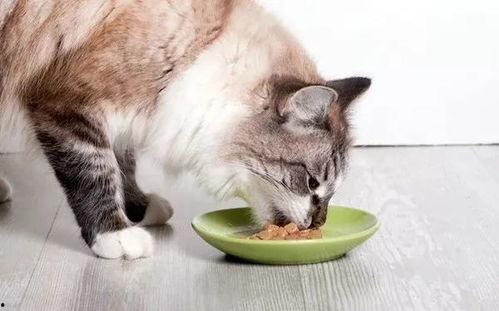 猫咪抢哈密瓜吃怎么办视频,抢食大战一触即发！