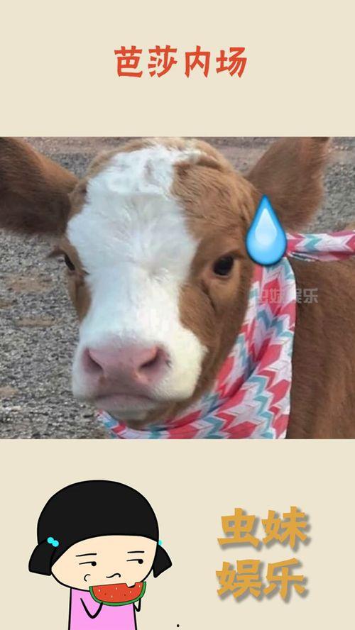 抖音粉猪吃瓜视频,揭秘抖音热门视频背后的故事