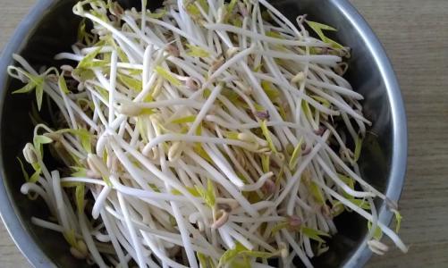 蜜瓜长的豆芽可以吃吗视频,意想不到的食用新发现