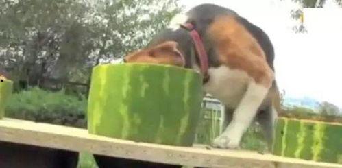 吃瓜比赛的狗视频,萌宠欢乐秀