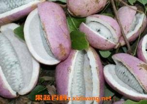 天天吃八月瓜视频播放,视频带你领略美味与自然的完美融合