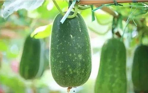 文章吃瓜视频,揭秘吃瓜视频背后的娱乐现象