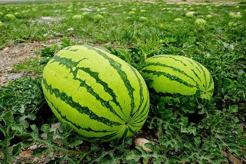 大美吃瓜视频,揭秘娱乐圈幕后故事，带你领略明星真实生活