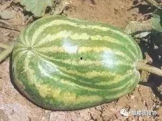 邯郸吃瓜八卦是真的吗视频,揭秘视频背后的真相