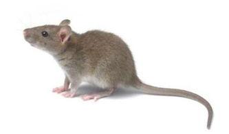 茄瓜被老鼠吃怎么办视频,应对策略揭秘