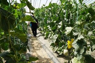 成都沙河公园吃瓜视频,夏日街头一幕引发热议