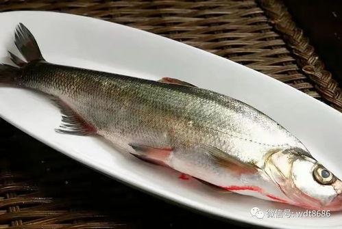 鱼吃葫芦瓜吗会死吗视频,葫芦瓜成鱼“致命毒药”？揭秘鱼儿食用后的生死之谜