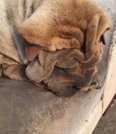 喂狗吃瓜群众视频播放在线观看