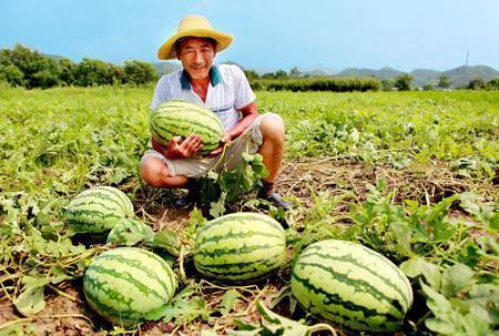 路边干仗吃瓜视频大全,干仗吃瓜视频大盘点