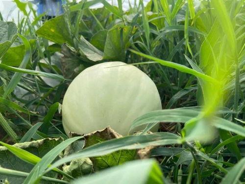 简单自然吃瓜视频