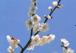 梅花七吃瓜视频云盘,揭秘视频云盘背后的精彩故事