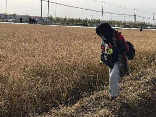 稻田吃瓜小女孩视频播放