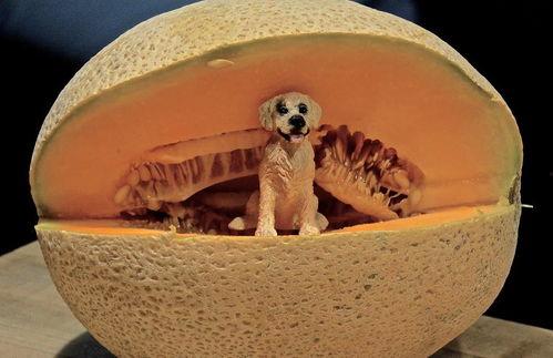 狗狗吃哈密瓜的视频