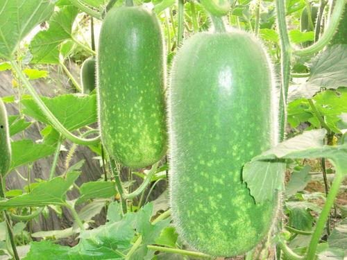 瓜仔吃鸡素材视频大全高清,高清素材视频大全精彩回顾