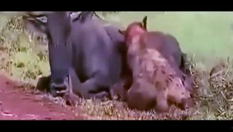 吃货吃瓜视频大全,吃货吃瓜视频大全精彩回顾