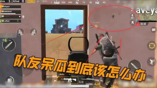 吃鸡呆瓜下场视频大全,笑料百出，欢乐无限