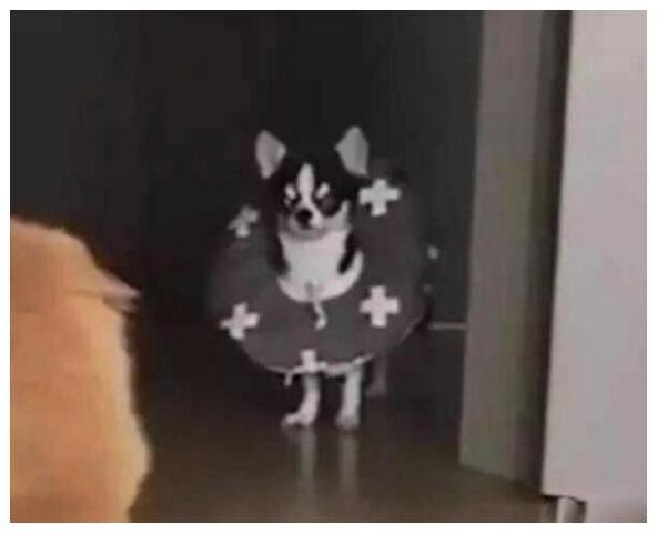 人吵架狗猫吃瓜视频大全,吵架现场吃瓜视频大全