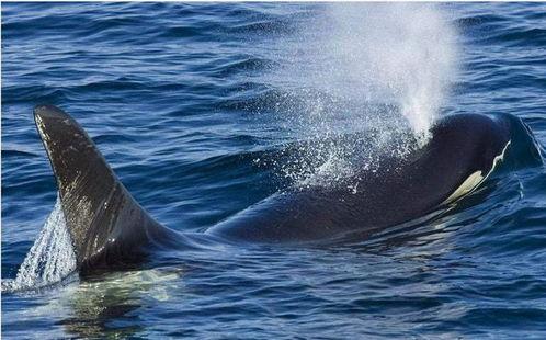 吃瓜视频吞鲸,揭秘海洋生物神秘面纱