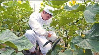 陕西杨凌吃瓜事件视频