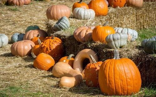 吃瓜第一个视频是啥,揭秘首个视频背后的精彩故事 第2张 吃瓜第一个视频是啥,揭秘首个视频背后的精彩故事 第2张