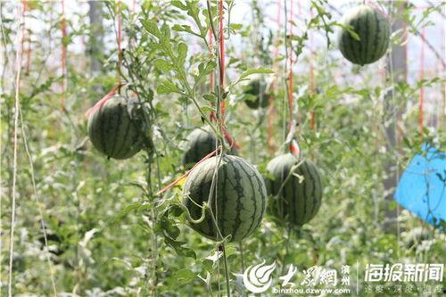 民和吃瓜视频 第3张 民和吃瓜视频 第3张