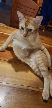 猫咪吃瓜主人拉腿视频播放,主人拉腿互动萌翻网友