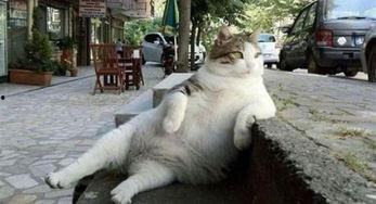 猫咪吃瓜主人拉腿视频播放,主人拉腿互动萌翻网友 第2张 猫咪吃瓜主人拉腿视频播放,主人拉腿互动萌翻网友 第2张