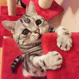 猫咪吃瓜主人拉腿视频播放,主人拉腿互动萌翻网友 第3张 猫咪吃瓜主人拉腿视频播放,主人拉腿互动萌翻网友 第3张