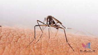 蚊子吃瓜尖视频,一场奇妙的自然现象揭秘 第2张 蚊子吃瓜尖视频,一场奇妙的自然现象揭秘 第2张