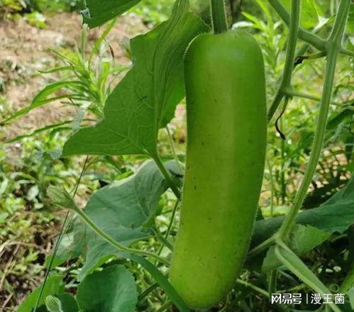 瓠子瓜发芽了可以吃吗视频