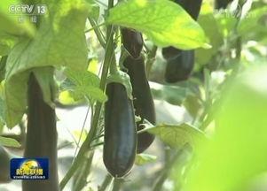 临沂沂水吃瓜事件视频  第2张