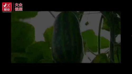 盒马吃瓜群众视频在哪看  第3张