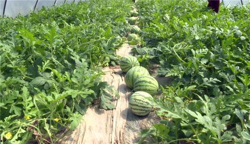 江门近期吃瓜事件视频  第3张