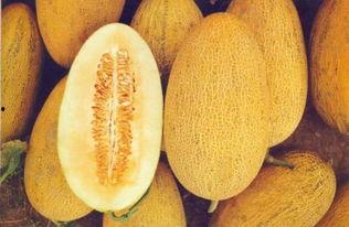 王小二吃哈密瓜视频,甜蜜滋味尽收眼底  第3张