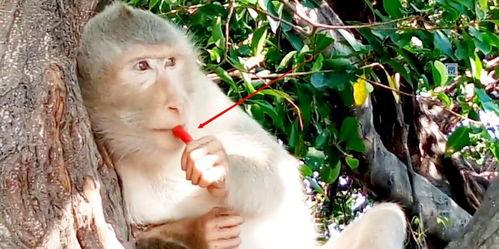 姑娘吃瓜变猴子视频