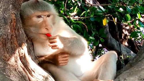 姑娘吃瓜变猴子视频  第3张