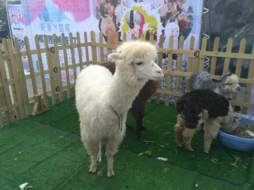 羊驼吃瓜被脱毛视频播放,视频播放引发网友热议