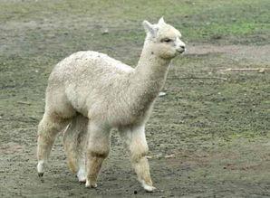 羊驼吃瓜被脱毛视频播放,视频播放引发网友热议  第2张