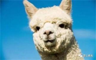 羊驼吃瓜被脱毛视频播放,视频播放引发网友热议  第3张