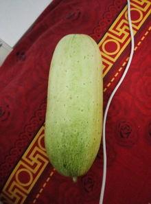 毛瓜如何快速切开吃视频,轻松享用美味毛瓜的秘诀