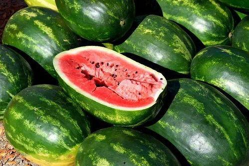 瓜园吃瓜视频大全,尽享吃瓜视频大全的欢乐时光  第3张