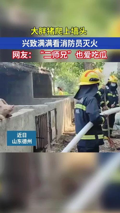 吃瓜视频消防员,英勇无畏，守护平安  第3张