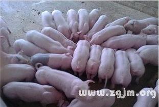 猪屎瓜怎么吃最有营养视频,猪屎瓜营养美味吃法大揭秘  第2张
